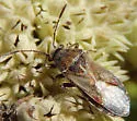 Neortholomus scolopax - photo 4