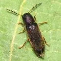 Neorthopleura texana