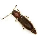 Neorthopleura texana - photo 2