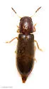 Neorthopleura texana - photo 3