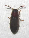 Neorthopleura texana - photo 4