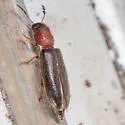 Neorthopleura texana - photo 5