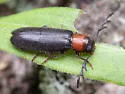Neorthopleura thoracica - photo 2