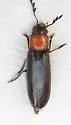 Neorthopleura thoracica - photo 3