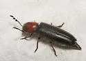 Neorthopleura thoracica - photo 4