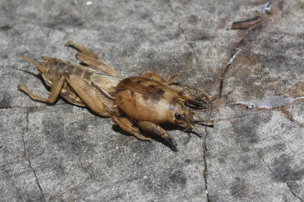 Lesser Short-winged Mole Cricket - photo 2