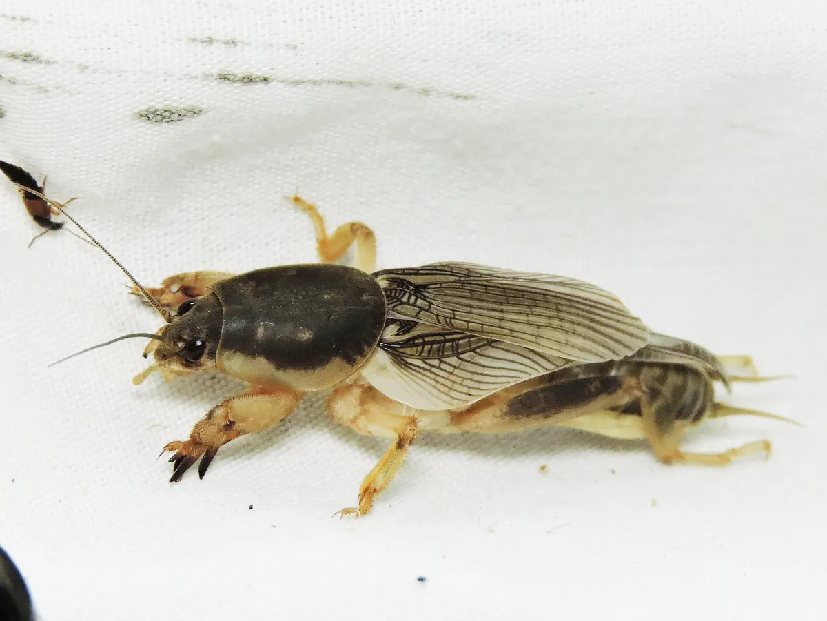 Southern Mole Cricket