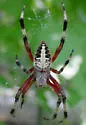 Spotted Orbweaver