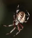 Spotted Orbweaver - photo 2