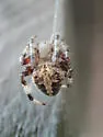 Spotted Orbweaver - photo 3