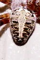 Spotted Orbweaver - photo 4