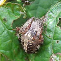 Spotted Orbweaver - photo 5