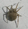Neoscona nautica