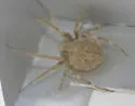 Neoscona nautica - photo 2