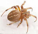 Neoscona pratensis - photo 3