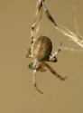 Neoscona pratensis - photo 4