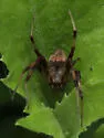 Neoscona utahana