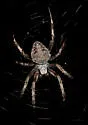 Neoscona utahana - photo 2