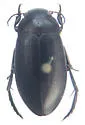 Neoscutopterus angustus - Neoscutopterus angustus
