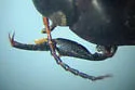 Neoscutopterus angustus - photo 2