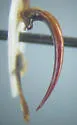 Neoscutopterus angustus - photo 4