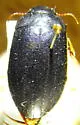 Neoscutopterus hornii