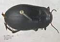 Neoscutopterus hornii - photo 2