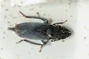 Neoslossonia putnami - photo 4