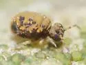Neosminthurus bakeri