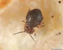 Neosminthurus richardsi