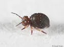Neosminthurus richardsi - photo 2