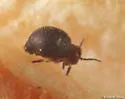 Neosminthurus richardsi - photo 3