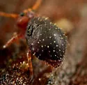 Neosminthurus richardsi - photo 4