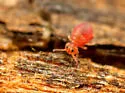 Neosminthurus richardsi - photo 5