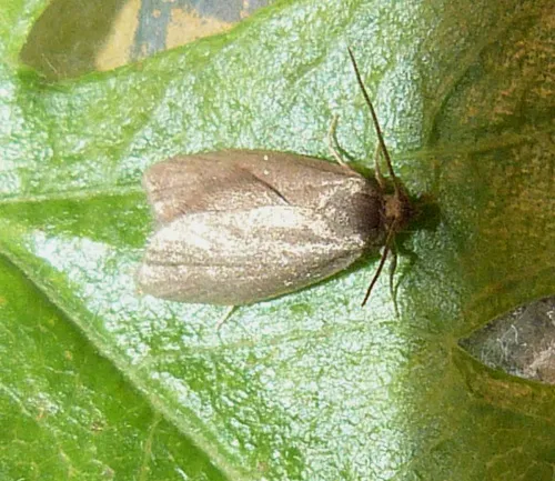 Neosphaleroptera nubilana - photo 2