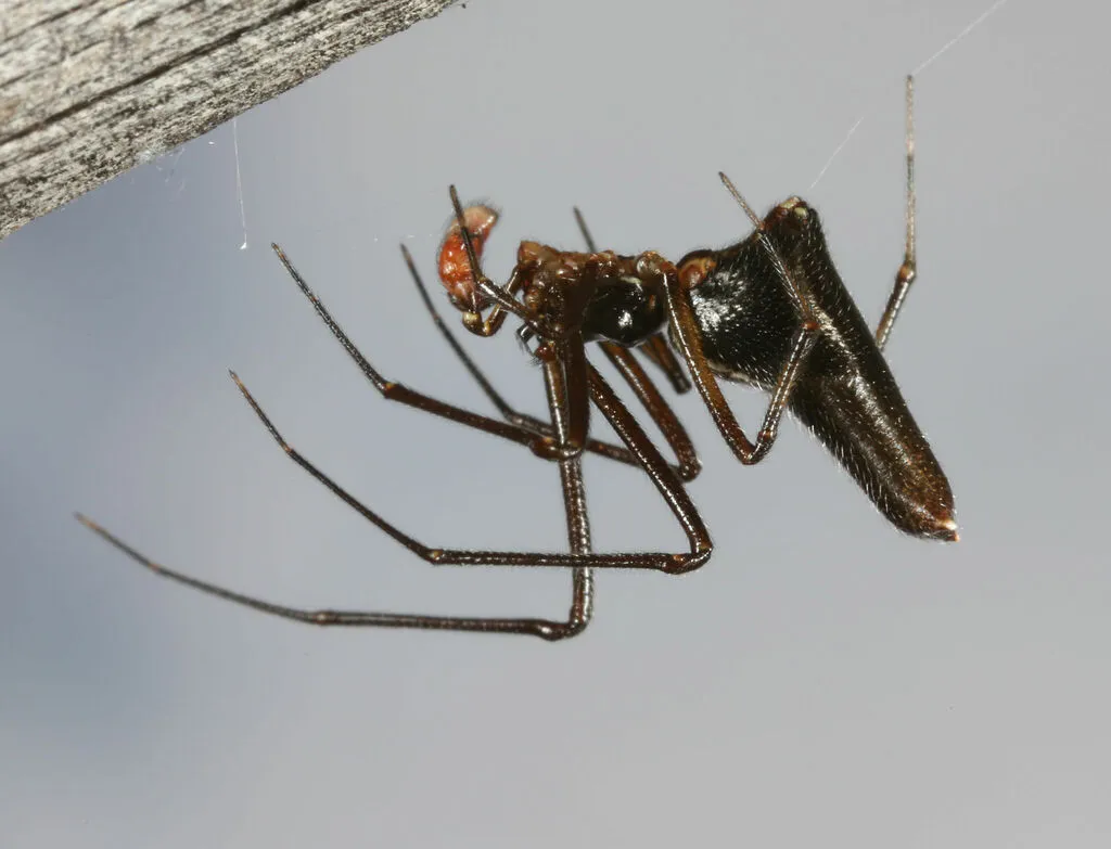 Neospintharus baboquivari - photo 2