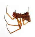 Neospintharus furcatus