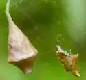 Neospintharus furcatus - photo 2