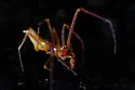 Neospintharus furcatus - photo 3