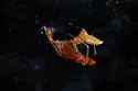 Neospintharus furcatus - photo 4
