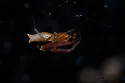 Neospintharus furcatus - photo 5