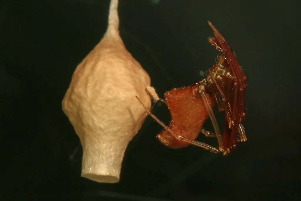 Horned Parasitic Cobweaver - photo 2