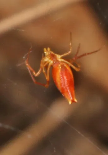 Horned Parasitic Cobweaver - photo 4