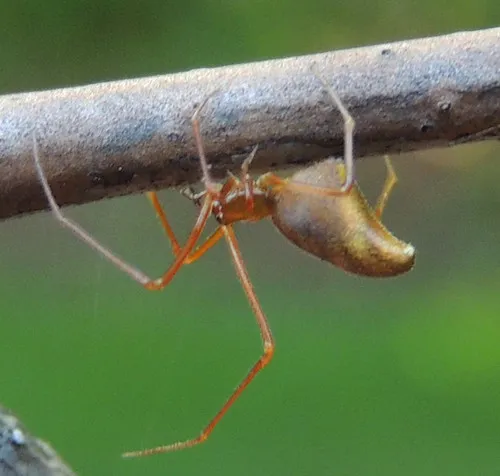 Horned Parasitic Cobweaver - photo 5