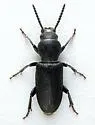 Neospondylis upiformis - photo 2
