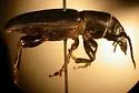 Neospondylis upiformis - photo 3