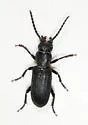 Neospondylis upiformis - photo 4
