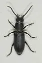 Neospondylis upiformis - photo 5