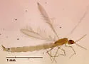 Neostenoptera appalachiensis