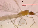 Neostenoptera appalachiensis - photo 2